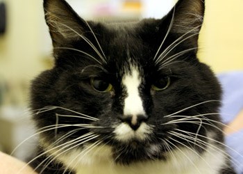 Hey there, my name&#8217;s Louie. I&#8217;m a three year old neutered male cat. I&#8217;ve got medium length hair and I&#8217;m all up to date on my vaccinations, but I still need a place to call home. So if you&#8217;re that loving, responsible family that needs a new member, make sure you come down to meet me. There are also many other spayed and neutered cats down here who are ready to join a family. To learn more come visit the SPCA or call 306-783-4080.