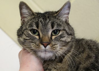 Hi, my name&#8217;s Tiny. I&#8217;m an four year old spayed female cat, and I&#8217;m really looking forward to finding a new loving, responsible family to join. So are all my friends, I&#8217;m just one of many spayed and neutered cats at the SPCA right now who are just as eager to meet you as I am. So come down as soon as you can, I know you&#8217;ll fall in love with one of us. To learn more come visit the SPCA or call 306-783-4080.