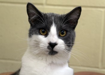 Hey there, my name&#8217;s Tucker. I&#8217;m an eight month old neutered male cat. I&#8217;m super affectionate and love people, and while I&#8217;m a long-term resident of the SPCA I know I&#8217;d like a loving, responsible home even more. If you meet me we&#8217;ll be best friends fast. To learn more come visit the SPCA or call 306-783-4080.