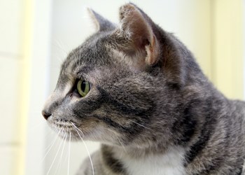 Hey there, my name&#8217;s Chance. I&#8217;m an adult neutered male cat, and I&#8217;m just a big bundle of love. Everyone who meets me can immediately tell I love people and I&#8217;m extremely affectionate. I want to have a loving, responsible home and I know that someone would love to have me in theirs. To learn more come visit the SPCA or call 306-783-4080.