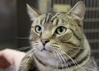 My name is Madness, and I&#8217;m a cat that gets along with everyone, including little kids and dogs. I&#8217;m a three year old neutered male. If you&#8217;ve got a loving, responsible home, I would quickly become a big part of the family, so be sure to come down and meet me. To learn more come visit the SPCA or call 306-783-4080.