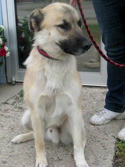 Loki is a wonderful neutered male lab/shep cross who is about two and a half years old. He has the looks of a gentle old soul but he has lots of energy to play. He loves to be around people and would make a great companion to come home too.  If you&#8217;re that responsible, loving home please call 306-783-4080 for more information or drop by the Shelter at 79 - 7th Ave. S in Yorkton.