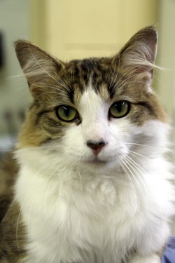 Hey there, my name&#8217;s Lani. I&#8217;m an adult female cat with medium length hair. I&#8217;m really super friendly and affectionate, and I know that if you meet me you&#8217;re going to fall in love. So if you&#8217;ve got a loving, responsible home, come on down to the SPCA or call 306-783-4080 to learn more.