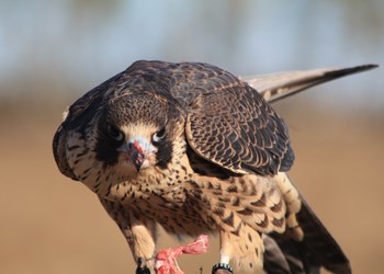 The Yellowhead Flyway Bird Trail Association (YFBTA) recently held an event that gave people a rare experience of watching two trained peregrine falcons demonstrate their hunting prowess. Forty-two people from numerous communities in the parkland area gathered for the unique experience.