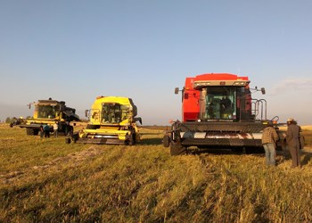 The weather has been prime and combines working the prairie fields have become a familiar sight over the past several weeks. According to the weekly provincial crop report harvest in Saskatchewan is well ahead of schedule with at least seventy-four per cent of the 2012 crop already harvested and a further 20 per cent is swathed or ready to straight combine. The five-year (2007-2011) provincial average for this time of year is 55 per cent combined and 28 per cent swathed or ready to straight combine. Above, the Stachura family, who farm just south of Yorkton take to the fields while the weather cooperates. &#8211; Photo by Lynn Goldthorpe.