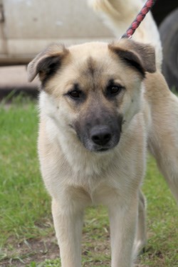 Hi there, my name&#8217;s Loki. I&#8217;m a two and a half year old neutered male lab cross. I&#8217;m pretty low key and calm, though I&#8217;m always thrilled to go on an adventure outside. If you&#8217;ve got a loving, responsible family I&#8217;d make a great addition. To learn more come visit the SPCA or call 306-783-4080.