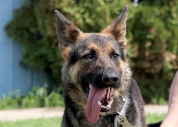 Hey there, my name&#8217;s Rizzo. I&#8217;m a two year old spayed female shepherd cross. I need a loving, responsible family to teach me how to be the best dog I can be, and I know I&#8217;ll be worth the effort. To learn more come visit the SPCA or call 306-783-4080.