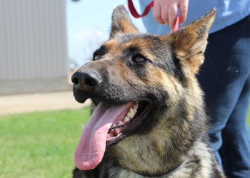 Hey there, my name&#8217;s Rizzo. I&#8217;m a two year-old spayed female shepherd cross. I&#8217;m looking for a new home and a new loving, responsible family to join, and I think someone out there would be the perfect match for me. To learn more come visit the SPCA or call 306-783-4080.