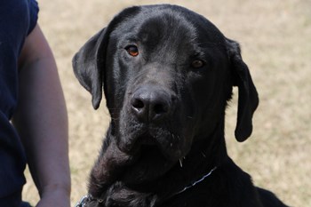 Hey there, I&#8217;m Onyx, a four year old neutered male lab. I really want to be part of a loving, responsible family, and I know that you&#8217;ll want me to be part of your family if you meet me. I&#8217;m friendly and protective, and I&#8217;d fit right in on a farm or an acreage too. To learn more come visit the SPCA or call 306-783-4080.