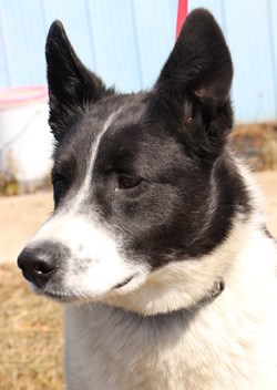 Hey there, my name&#8217;s Boh. I&#8217;m a male one and a half year old Collie-Great Pyrenees cross. I&#8217;m a dog that gets along great with everyone, from little kids to adults, and I&#8217;ve even been around farm animals before too. So if you&#8217;ve got a loving, responsible family, you just know I&#8217;m going to fit right in. To learn more come visit the SPCA or call 306-783-4080.