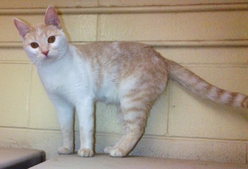 Peaches has been here for 129 days, which is 129 to many. This one year old female cat is very affectionate and loving and would be great for a family or for that single person that would like a friend to come home to.  If you&#8217;re that responsible, loving home please call 306-783-4080 for more information or drop by the Shelter at 79 - 7th Ave. S in Yorkton.