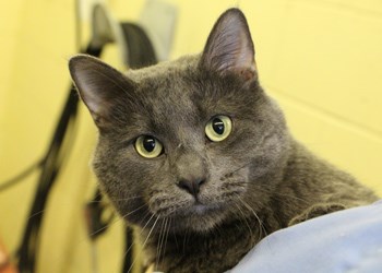 Hi there, my name&#8217;s Max. I&#8217;m a two year old neutered male. I&#8217;m one of the most affectionate cats you&#8217;ll ever meet, and my favorite thing to do is cuddle everyone I meet. If you&#8217;ve got a responsible family with lots of love, I&#8217;ve got lots of love to return. To learn more come visit the SPCA or call 306-783-4080.