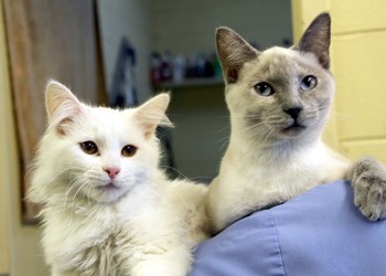 A crew of white cats are at the SPCA, and all four of them are in search of a loving, responsible home. There are two girls, pictured above, and two boys, all four months old. If your family could give one of these kittens a new home, be sure to come visit the SPCA or call 306-783-4080.
