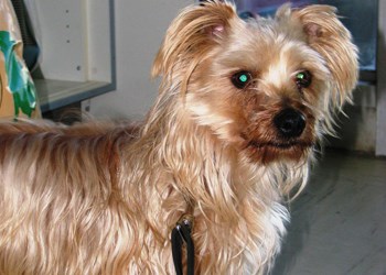 Eddie is a 6 year old neutered male silky terrier cross. He is a very friendly, affectionate, energetic house dog and would make a wonderful family pet. If you&#8217;re that responsible, loving home please call 306-783-4080 for more information or drop by the Shelter at 79 - 7th Ave. S in Yorkton.