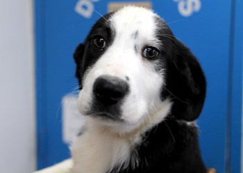 Three brothers are at the local SPCA, and all of them are looking for loving, responsible homes. They are three month old lab mixes, and they&#8217;re all full of energy and fun. If you would like to meet these boys and make one of them part of your family, make sure to come visit the SPCA or call 306-783-4080.