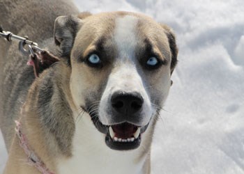 Blue is a one and a half year old husky mix. He is one happy dog with energy to spare. He gets along great with kids of all ages. Blue is looking for a loving, responsible home. A fenced yard would be ideal since he loves to play and run. To learn more come visit the SPCA or call 306-783-4080.