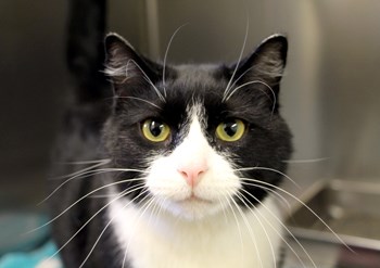 Hi there, my name&#8217;s Boots. I&#8217;m an adult neutered male cat. I&#8217;m one of the many different cats here at the SPCA, all of us are different but have the same goal, to get a loving, responsible new home! Come down to meet me and my friends and you&#8217;re bound to fall in love with one of us. To learn more come visit or call 306-783-4080.