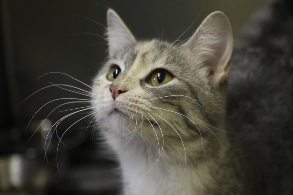 Hi there, I&#8217;m CiCi. I&#8217;m a seven month old female domestic short hair cat. I&#8217;m looking for a loving, responsible home, and I know all the other cats here are looking for one too. Come down to the SPCA and I&#8217;m sure you&#8217;ll fall for one of us. To learn more come visit or call 306-783-4080.