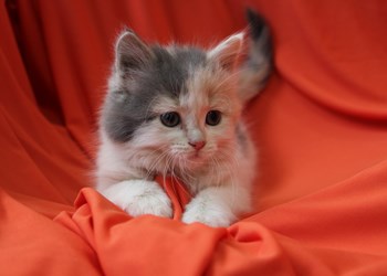 Hi there, my name&#8217;s Lou Lou. At two months, I&#8217;m the youngest girl at the SPCA! I&#8217;m a female domestic medium hair cat, and I&#8217;m just full of curiosity and life. If you&#8217;ve got a kitten-shaped hole in your loving, responsible home, come on down and meet me. To learn more come visit the SPCA or call 306-783-4080.