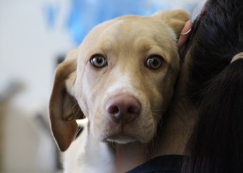 This is a five month old male yellow lab cross. He's the last puppy from the SPCA charity calendar still available for adoption, and he's looking to join a loving, responsible home. To learn more come visit the SPCA or call 306-783-4080.