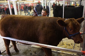 The 20th Annual 4H Spring Steer and Heifer Show was held in Yorkton recently.  Billed as the largest 4H Beef show in Saskatchewan, the event attracted over 200 calves and over 30 clubs, with happenings like clipping, judging and team grooming competitions. Pictured above, Jackson Goudy from the Crossroads 4H Beef Club clips his animal before judging.