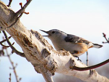 Spring has sprung &#8211; well almost &#8211; and local birding enthusiasts are taking advantage of the new scenery. Above is a singing White-breasted Nuthatch seen on a farm near Wroxton. Photo submitted by Ryan Crouse.