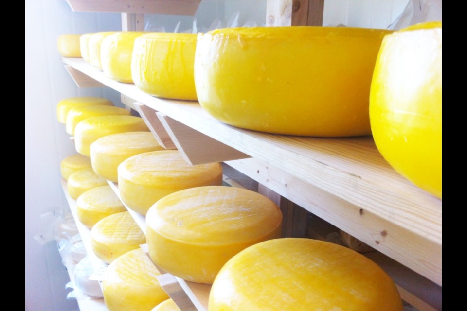 Milner Valley Cheese is produced on a fifth generation heritage family farm and goat dairy in Langley. Photo Sandra Thomas