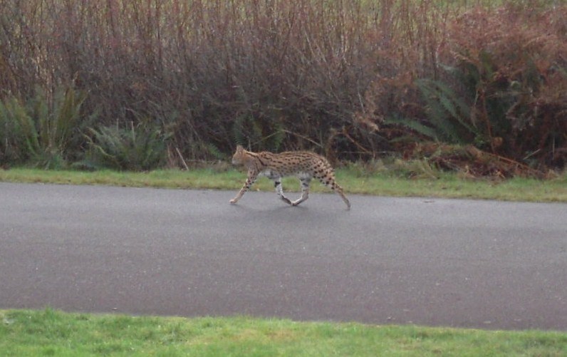 serval cat