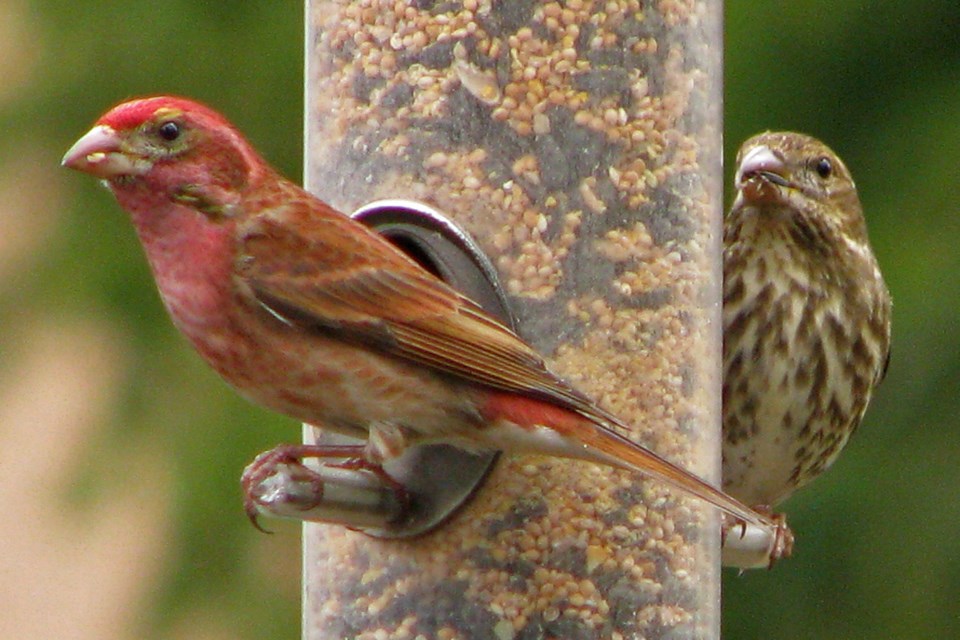 A male and female purple finch hang out at a bird feeder in the Alberni Valley.
