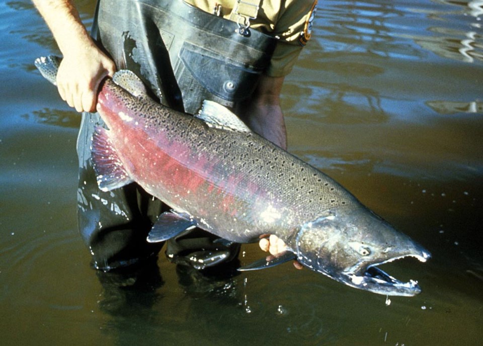 chinook salmon