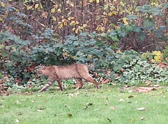 Bobcat in Deer Lake Park