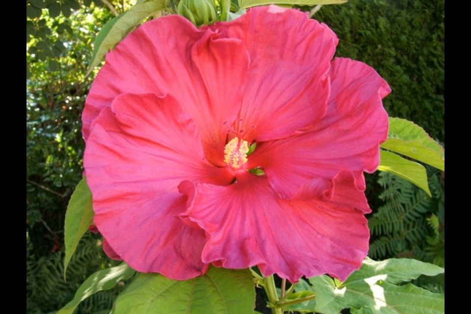 Readers have been in contact with information about hardy, large-flowered hibiscus plants in their gardens. Not very well known or commonly grown, these shrubs die to the ground in winter and begin flowering on new growth in September.