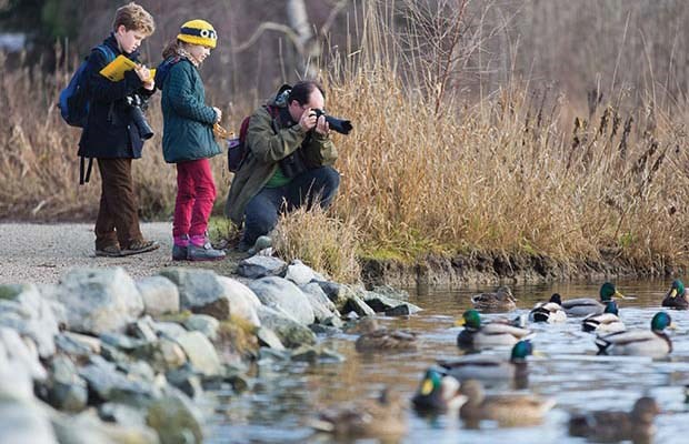 bird count