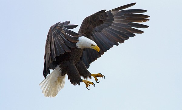 Eagle