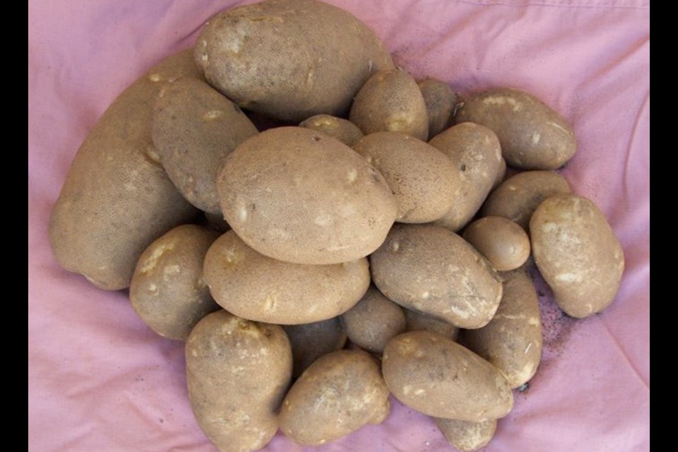 Two hills of Russet type potatoes in a neighbour's garden produced an impressive yield of clean, oblong tubers with delicious flavour. Some of the tubers had already been devoured before this photo was taken.