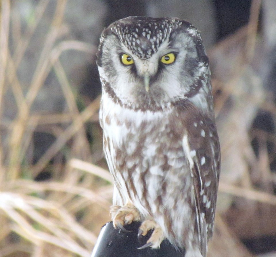 Boreal Owl.jpg