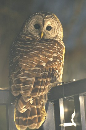 owl