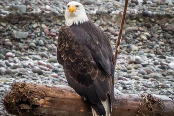 Eagle