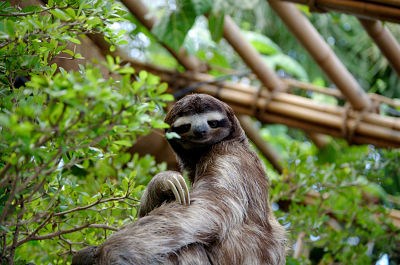 Sloths have an easy time, just hanging around