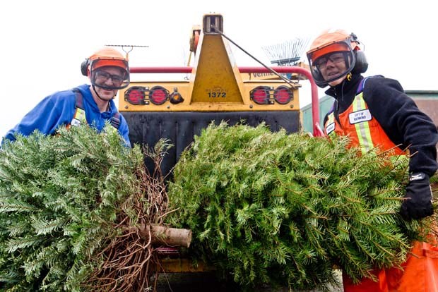 Christmas tree recycling_1