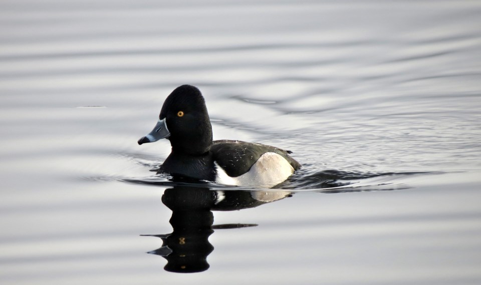 Ring-necked duck