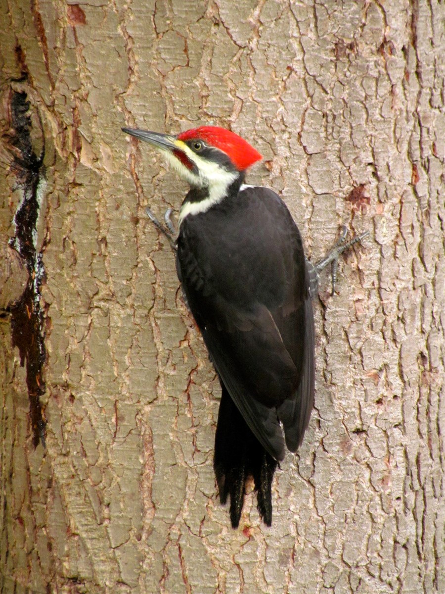 Pileated woodpecker