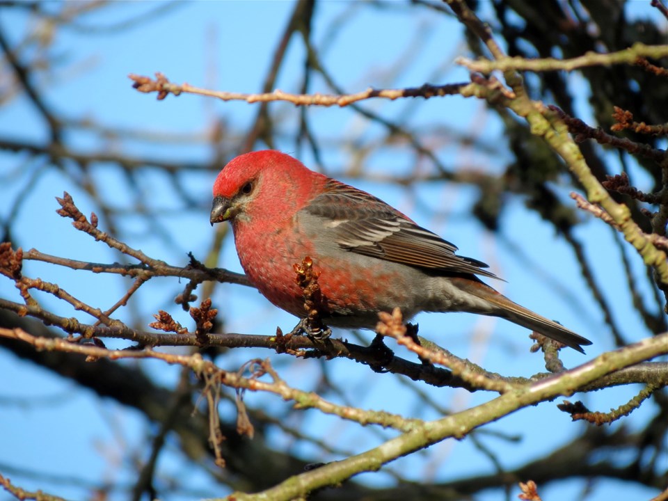 Pine grosbeak