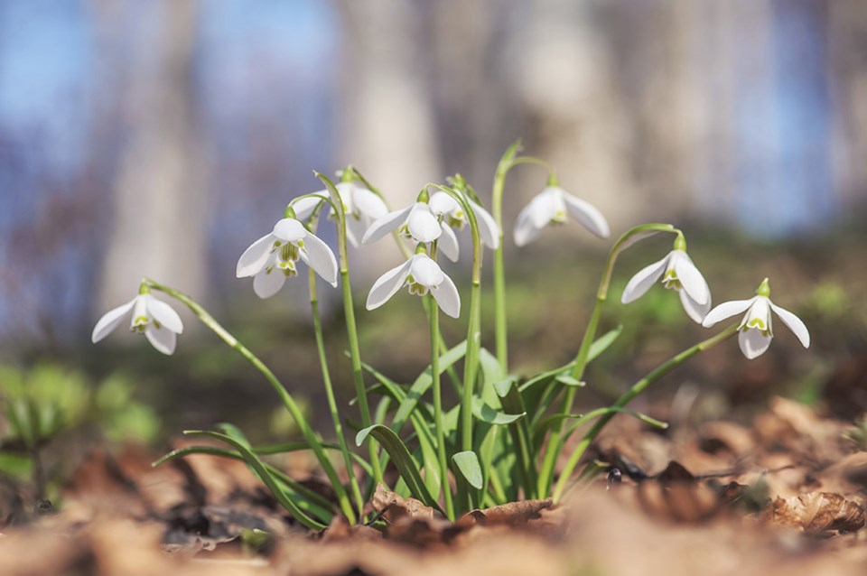 snowdrops