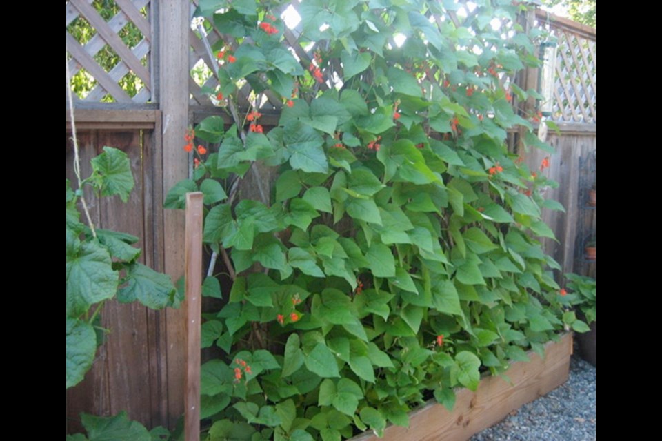 Runner beans grow and produce best in cool weather with an amply moist, cool root run.