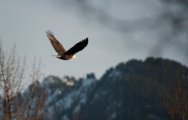 eagle Buzzard
