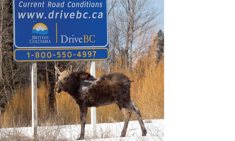 Moosecrash.8.jpg