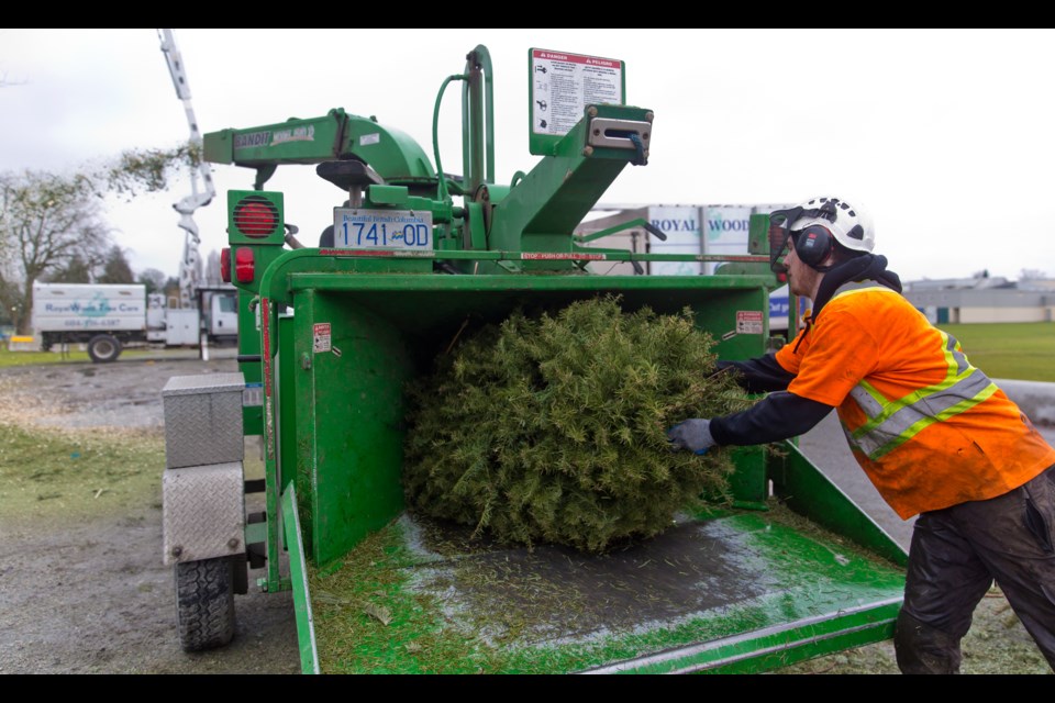 Local Lions clubs in Ladner and Tsawwassen held the annual Christmas tree chipping events Jan. 10 and 11 at Memorial Park in Ladner and the South Delta Recreation Centre in Tsawwassen. Here Royal Wood Tree Care's Isaac Andrew works the chipper at Memorial Park. Trees are chipped by donation and proceeds from the yearly event are used on projects in the community. The tree chippings are either used on park trails throughout the community or sent to Metro Vancouver to be composted and turned into soil.
