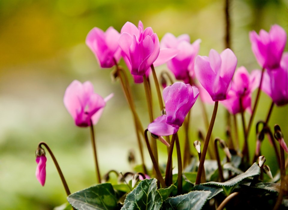 Cyclamen