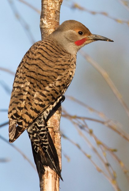 Wintering woodpeckers in abundance